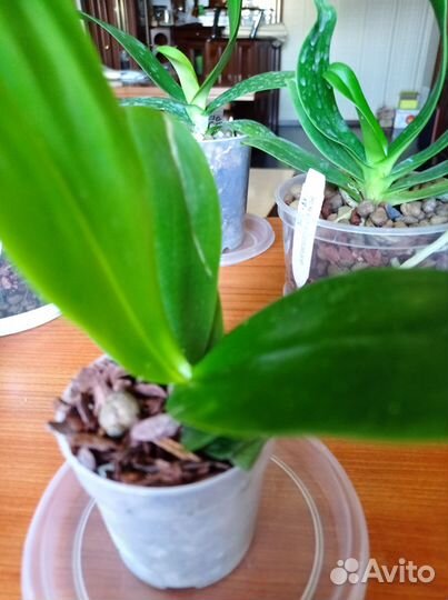 Орхидея Phal green Goblin