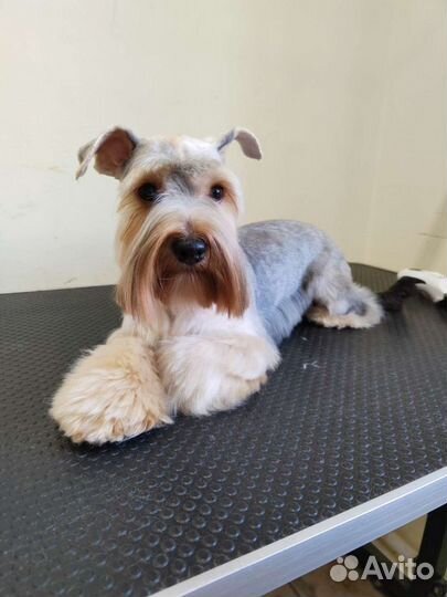 Грумер стрижка собак