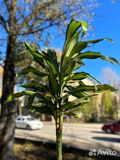 Драцена сортовой