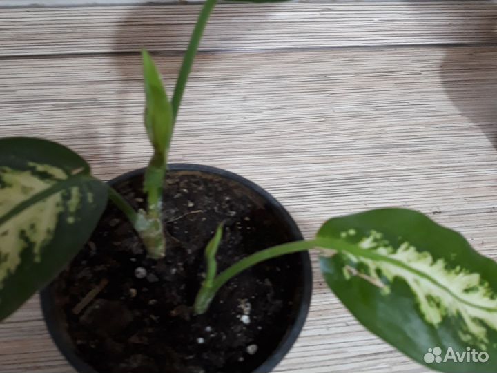 Диффенбахия кустовая