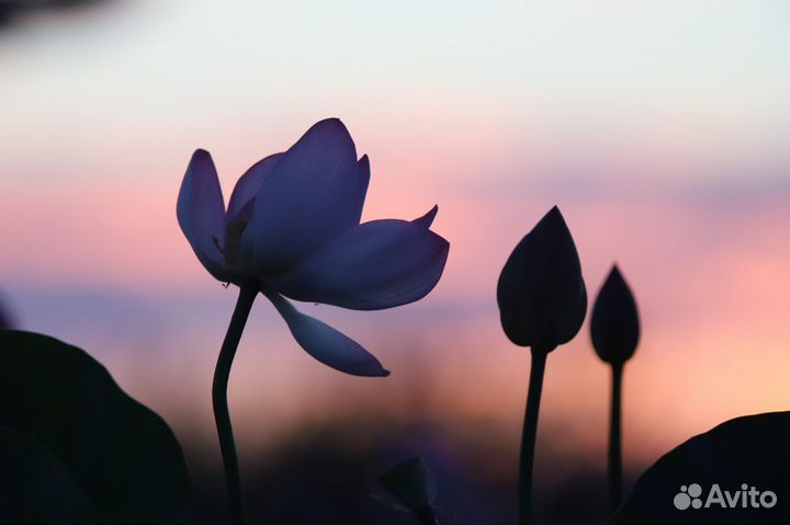 Экскурсии на лотос (лотосовые поля) в Астрахани