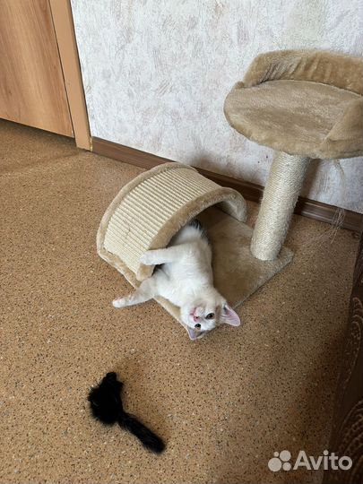 Котенок трехцветка. 5 месяцев