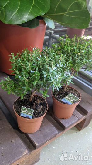 Миртовое дерево 35см