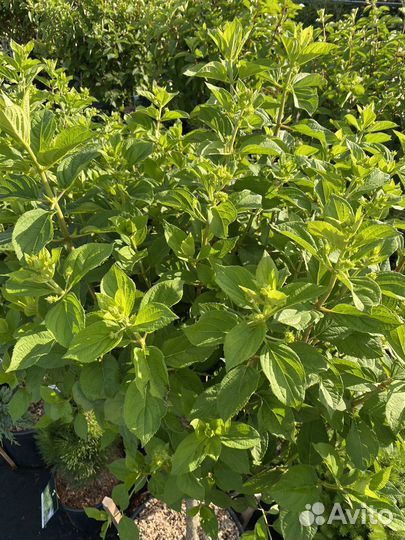 Гортензия на штамбе Лаймлайт