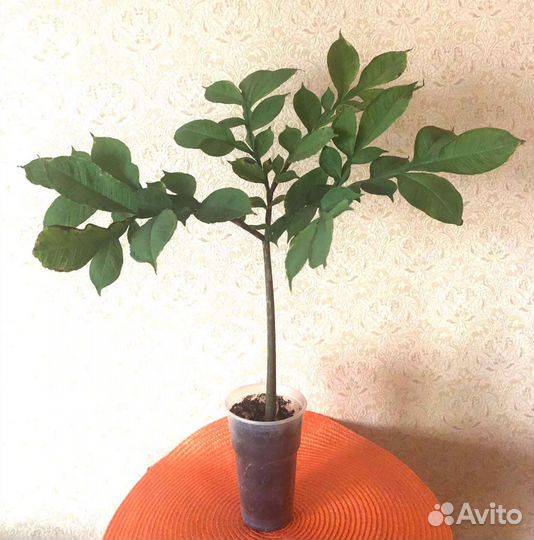 Аморфофаллус