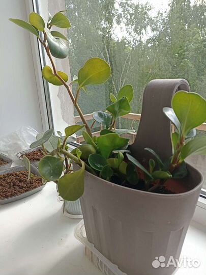 Комнатные растения