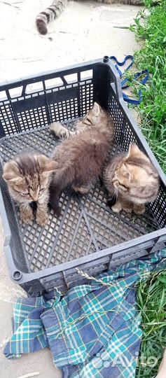 Котята отдам в добрые руки бесплатно