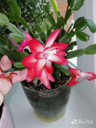 Декабрист (зигокактус Шлюмбергера, рождественник)