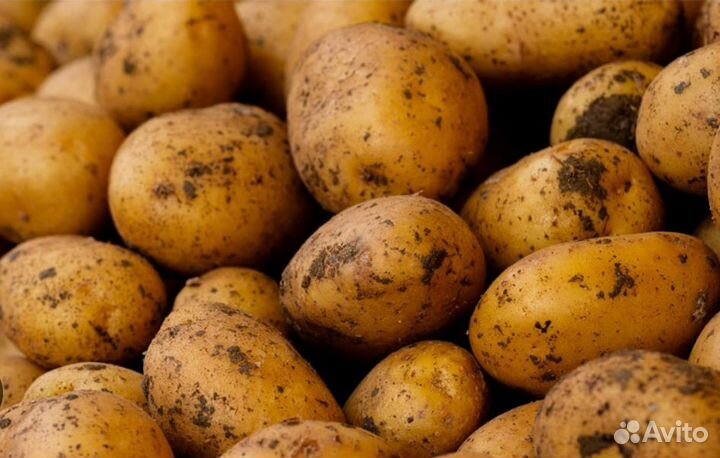 Картофель домашний