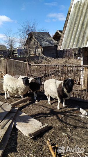 Овцы бараны дорпер