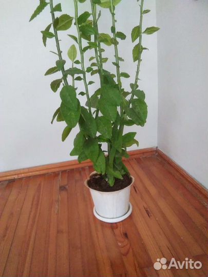 Комнатные растения