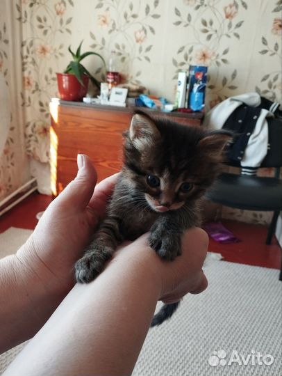 Котята (комочки счастья)