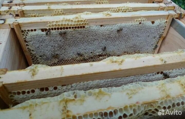 2023 года Мед натуральный опт