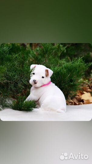 Мощные щеночки