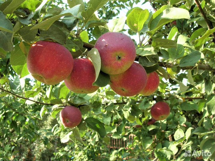 Саженцы яблони Орлик