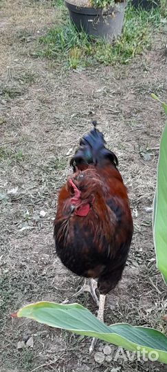 Петух брама