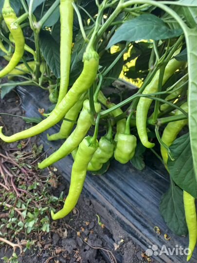 Перец(цицак)