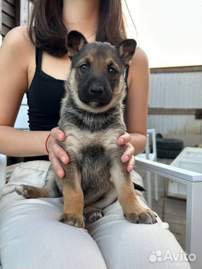 Щенки девочки