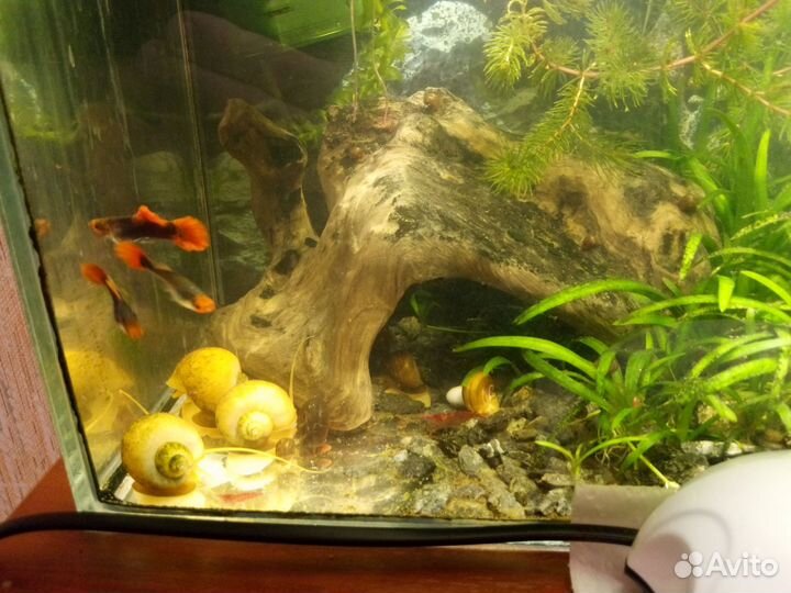 Растения, рыбки, ампулярии