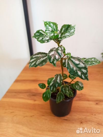 Пилея кадье