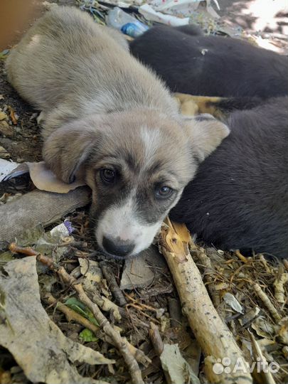 Девочки) отдам в добрые руки бесплатно