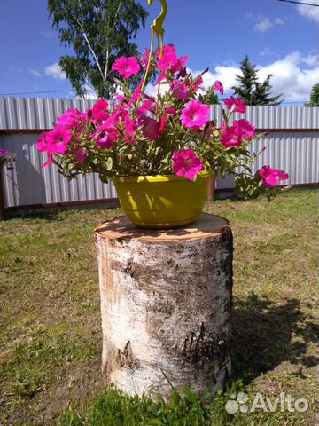 Пень берёзовый