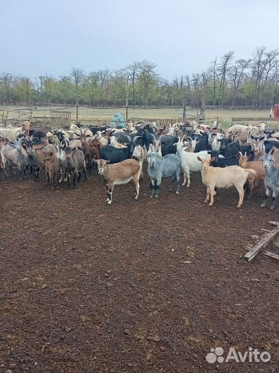 Козы на мясо