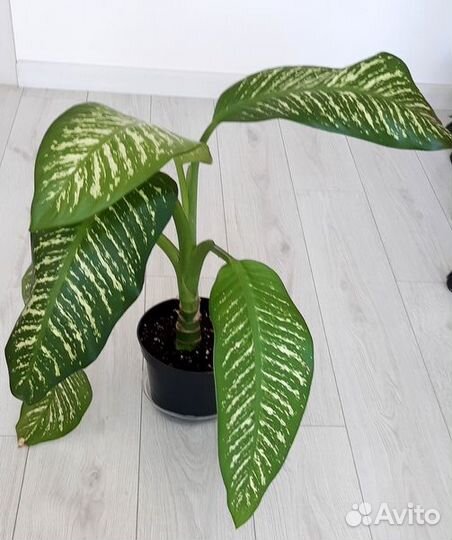 Диффенбахия