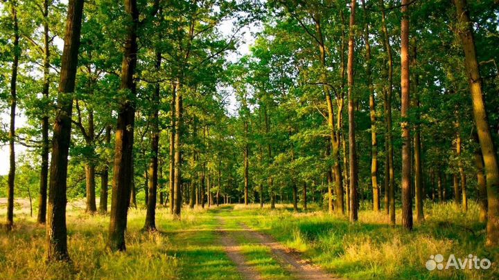 Ищу инвестора - партнёра