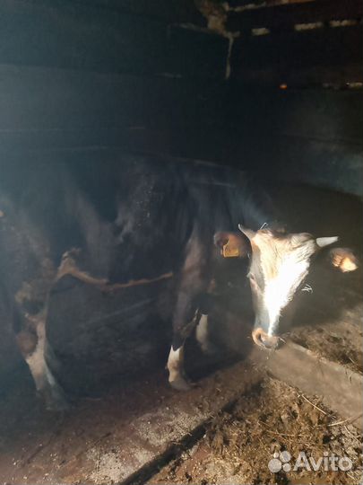 Бык возможен торг