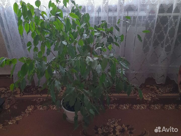 Фикус бенджамина