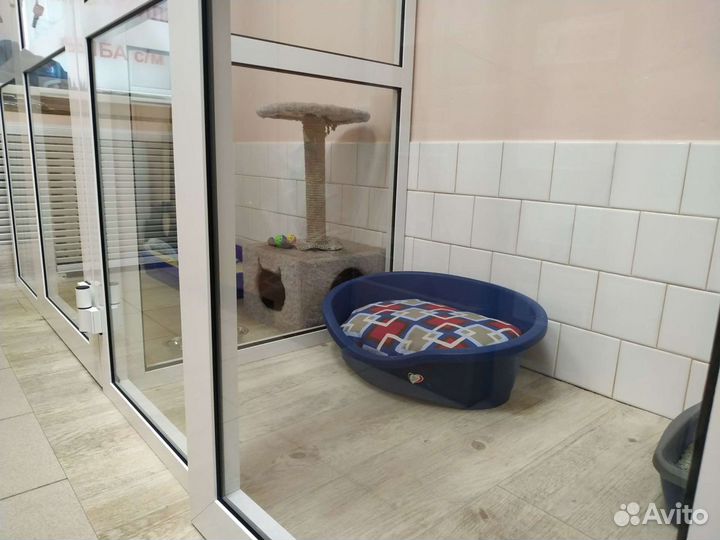 Мини-гостиница для кошек