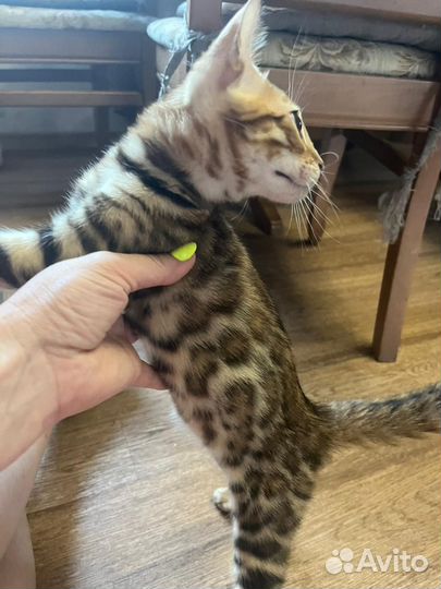 Бенгальские котята