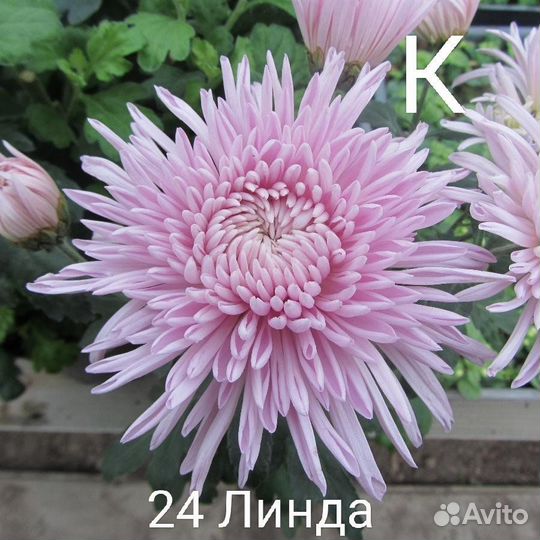 Хризантема корейская