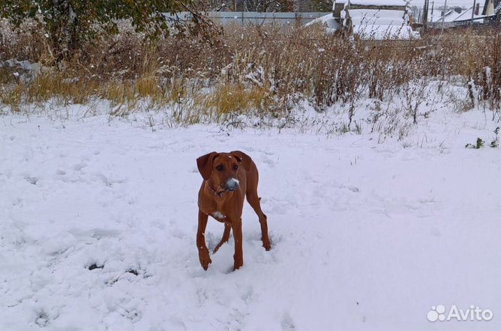 Щенки родезийского риджбека