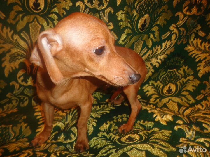 Малыши для вас