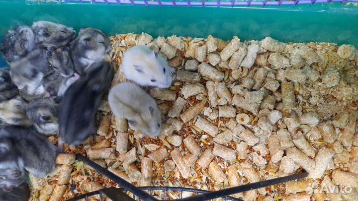 Хомячки 4 недели