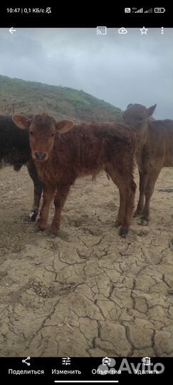 Корова с теленком