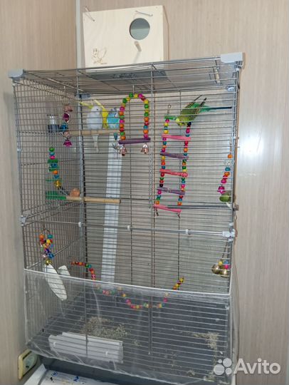 Волнистый попугай с клеткой