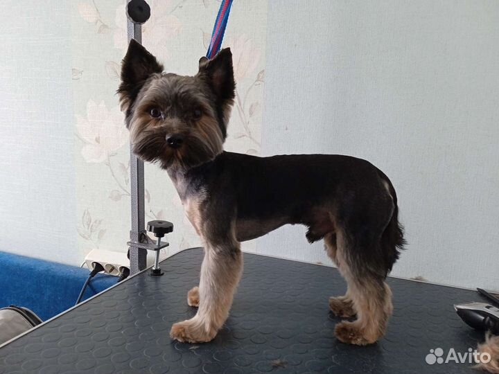 Грумер, стрижка собак и кошек