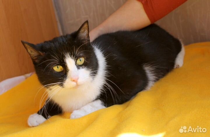 Кошечка Маруся- Марыся