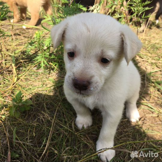 Собаки щенки
