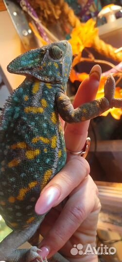 Йеменские хамелеоны, пиболд йеменский