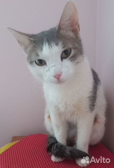 Кошечка-компаньон в добрые руки