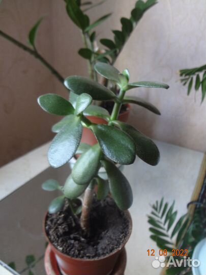 Комнатные цветы