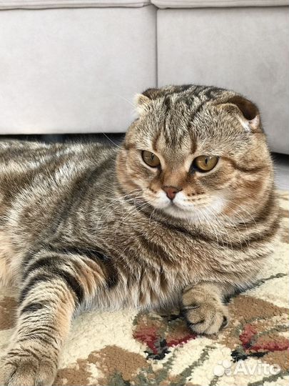 Шотландский вислоухий кот