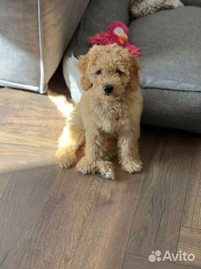 Лабрадудли