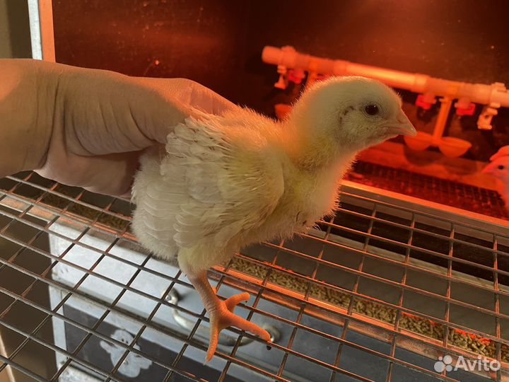 Бройлер вывод 20.06