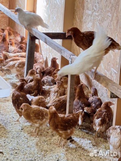 Куры несушки