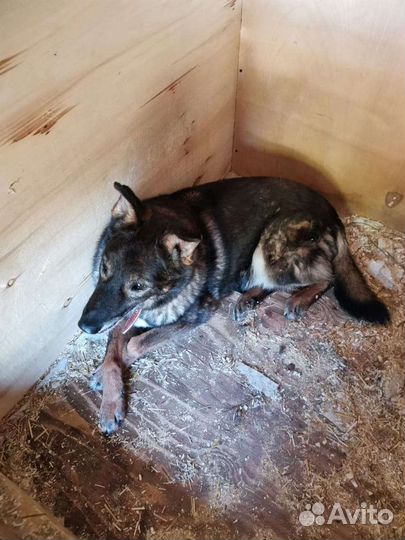 У Блюза нет зубов, но есть сердце